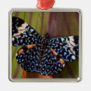 Pesquisar por borboleta azul ornamentos Vida selvagem