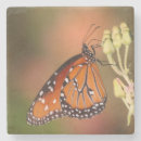 Pesquisar por macro porta copos Vida selvagem