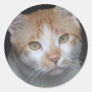 Pesquisar por olhos de gato adesivos Qualquer pessoa