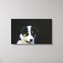 Pesquisar por border collie impressão de canvas Fotógrafo canino