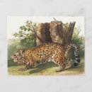 Pesquisar por jaguar cartoes postais Animal selvagem