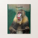 Pesquisar por mandril Primata