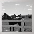 Pesquisar por horse pósteres pôsteres Horses