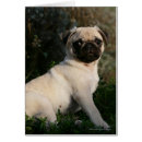 Pesquisar por pug da jovem corça cartoes postais Olhando a câmera