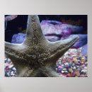 Pesquisar por estrela do mar pôsteres Oceano