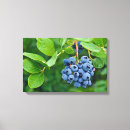 Pesquisar por mirtilo impressão de canvas Amora