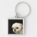 Pesquisar por tzu de shih chaveiros Cães