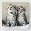 Pesquisar por gatinhos bebê crianças Animais de estimação