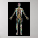 Pesquisar por pele humana pôsteres Ilustração