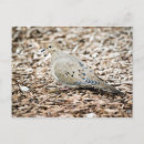 Pesquisar por pombo selvagem cartoes postais Natureza