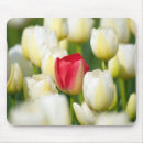 Pesquisar por tulipa branca vermelha Oregon
