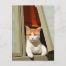 Pesquisar por animais gordos cartoes postais Gatinho