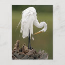 Pesquisar por cegonha branca cartoes postais Branco