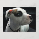 Pesquisar por cão pitbull cartoes postais Poço