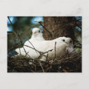 Pesquisar por pombo selvagem cartoes postais Natureza