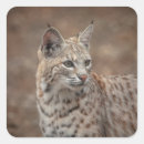 Pesquisar por lince adesivos Gato grande