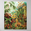 Pesquisar por ilustração científica pôsteres História natural