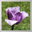 Pesquisar por tulipas roxas pôsteres Jardinagem