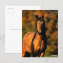 Pesquisar por bob cartoes postais Cavalo