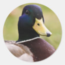 Pesquisar por pata azul adesivos Animais