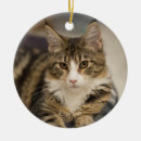 Pesquisar por casulo ornamentos Gatinho