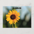 Pesquisar por girassóis coloridos cartoes postais Girassol