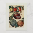 Pesquisar por fruta tropical cartoes Botânica