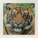 Pesquisar por foto do tigre quebra cabecas Natureza