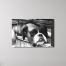Pesquisar por boxer impressão de canvas Canino