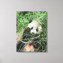 Pesquisar por o gigante impressão de canvas Fotos da panda