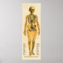 Pesquisar por esqueleto humano pôsteres Anatomia