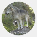 Pesquisar por lobo selvagem adesivos Amantes do lobo
