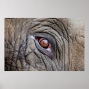 Pesquisar por animais pôsteres Olho