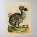 Pesquisar por pássaro dodo artes pôsteres Vintage