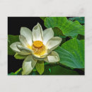 Pesquisar por flor de lótus cartoes postais Lagoa