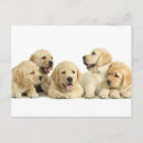 Pesquisar por labrador retriever cartoes postais Animal
