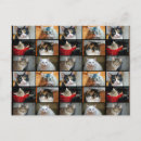 Pesquisar por eu amo animais cartoes postais Gata