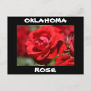 Pesquisar por chá híbrido cartoes postais Rosa