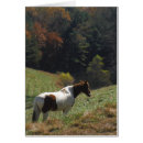 Pesquisar por eu amo cavalos cartoes postais Cavalo marrom