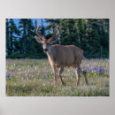 Pesquisar por deer pósteres pôsteres Floresta