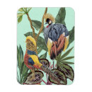 Pesquisar por paraíso imas Plantas tropicais