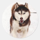 Pesquisar por siberian husky adesivos Rouco