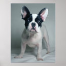 Pesquisar por french bulldog pôsteres Canine