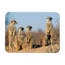 Pesquisar por kalahari imas Animal