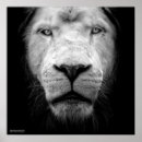 Pesquisar por leão branco pôsteres Zoo