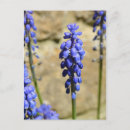 Pesquisar por grapes cartoes postais Floral