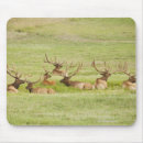 Pesquisar por alces do touro Natureza