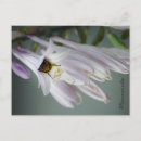 Pesquisar por bumble bee cartoes postais Fotografia