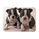 Pesquisar por terrier fotografias imas Cão