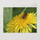 Pesquisar por insect cartoes cartoes postais Qualquer pessoa